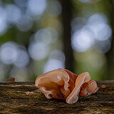 Mushrooms